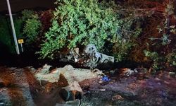 Adana'daki trafik kazasında yaralanan çocuk yaşamını yitirdi