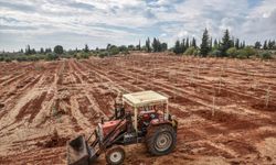 Kepez Belediyesinden zeytin ağacı seferberliği
