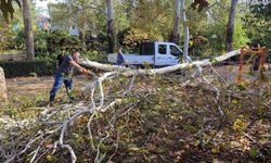 Kozan'da şiddetli rüzgar nedeniyle devrilen ağaçlar kaldırıldı