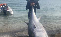 Mersin'de zıpkınla 150 kilogramlık orkinos avlandı