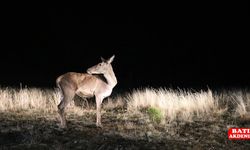 6 kızıl geyik doğal yaşam alanlarına bırakıldı