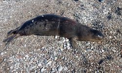 Antalya Körfezi'nde ölü Akdeniz foku bulundu