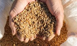 Gazipaşa'da karakılçık buğdayı toprakla buluşturuldu