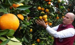Mersin'de araştırma enstitüsünde yetiştirilen portakallar hasat edildi