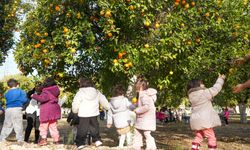 Mersin'de kreş öğrencileri portakal hasadı yaptı