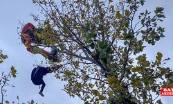 Ağaç dallarına takılan paraşütçü kurtarıldı