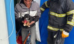 İskenderun'da konteynere sıkışan köpek yavrusunu itfaiye çıkardı