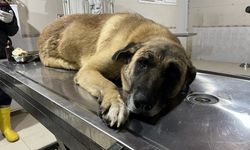 Mersin'de kamyonetin çarptığı engelli köpek tedaviye alındı