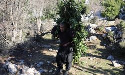 Osmaniye'de orman köylüleri, ekmek parasını defne ağaçlarından çıkarıyor