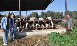 Tarsus'ta süt üreticilerine inek desteği