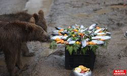 Bursa'da birinci yaşına giren ayıların doğum günü kutlandı