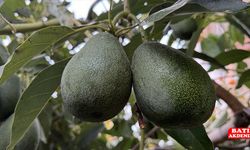 Alanya'da avokado üretim alanı 12 yılda 66 kat arttı