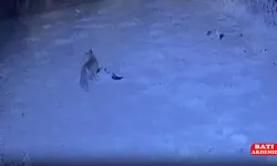 Tilkinin tavukları yemesi güvenlik kamerasıyla görüntülendi
