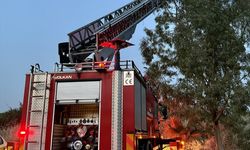 Ağaçtan düşen karga yavrusu yuvasına koyuldu