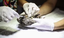 Antalya'da bulunan 3 baykuş yavrusu tedaviye alındı