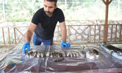 Doğu Akdeniz'deki balıkçılar, balon balığı destek ödemelerinin artmasından memnun