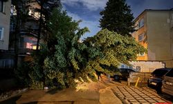 Ankara'da yağış nedeniyle ağaç devrildi