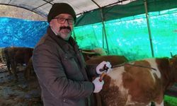 Kurban seçerken bunlara dikkat!