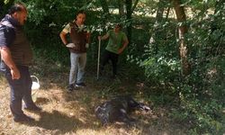 Kuyuya düşen yaban domuzu kurtarıldı