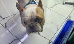 Köpeği aydınlatma direğine vuran zanlı yakalandı