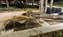 Rüzgar nedeniyle ağaç devrildi