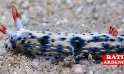 15 yıl sonra Antalya'da görüldü!