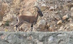 Domates dedi Yaban Geyiği cıktı