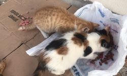 Bilinçsiz yardımlar olumsuz sonuçlar ortaya çıkarıyor!