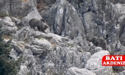 Antalya'da yiyecek arayan ayılar ilgi odağı oldu!