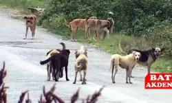 Köpeklerin saldırdığı Murat Tutar, yoğun bakımda