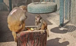 Antalya'da yavru maymun ‘Fıstık’ yeni ailesine alıştı