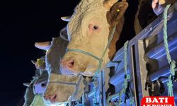 Kurban Bayramı Öncesi Hareketlilik: Kurbanlık Akını Başladı!