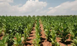 Tütün İhracatı 1 milyar doları aştı