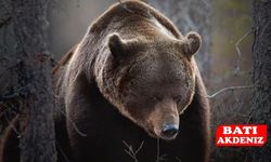 Hayvan Otlatmaya Gitti, Geri Dönemedi: Çoban Ayı Saldırısında Can Verdi!