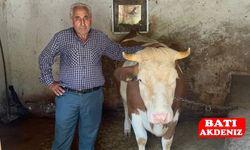 Şaşkınlık Yaratan Dolandırıcılık: 155 Binlik İnek 155 TL’ye Gitti!