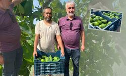 Antalya'da avokado sezonu Clifton’la açıldı!