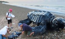 Antalya'da binlerce yavru caretta denizle buluştu!