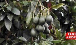 Alanya Avokadosu Dünya Sofralarında: İhracatta Rekor Hedefi