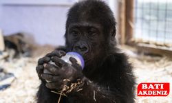 Yavru Goril ‘Zeytin’ Nijerya’ya Gönderilecek