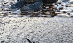 Antalya’da Caretta Caretta Yavruları Denizle Buluştu