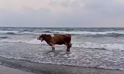 Sıcaktan Bunalan İnek Denize Girdi!