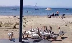 Balıkesir’de denize giren kazlar özgürlüğüne kavuştu