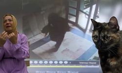 Siteye Tadilat İçin Gelen Kişi Kediyi İşkenceyle Öldürdü