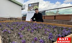 Genel Merkezde Renkli Görüntüler: Ülkü Ocakları’nda Safran Hasadı!