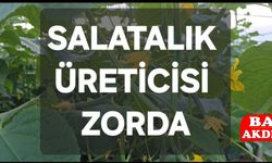 Salatalık Üreticisi Zorda