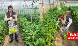 Antalya’da Biber ve Domates Üretim Alanlarında Hasat Öncesi Numune Alınıyor