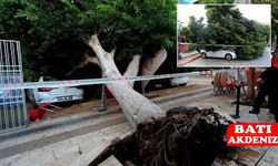 Antalya’da Facia Kıl Payı Atlatıldı: Ağaç 5 Aracın Üzerine Devrildi!