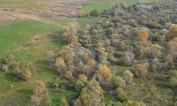 Şüpheli Ölüm: Ölüm: Türk Vatandaşı Otomobilde Ölü Bulundu