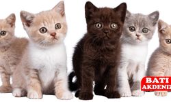 Boşanma Davasında İlk: Kedilere Nafaka Kararı