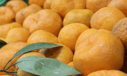 Sınır Kapısında Yakalandı: Tonlarca Mandalina Çöpe Gitti